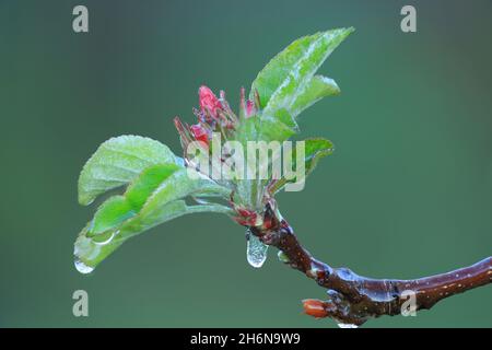 Mit einer Eisschicht verhindern, dass die Fruchtblüte gefriert. Gerinnungswärme. Stockfoto