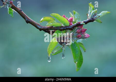 Mit einer Eisschicht verhindern, dass die Fruchtblüte gefriert. Gerinnungswärme. Stockfoto