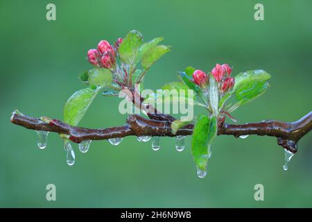 Mit einer Eisschicht verhindern, dass die Fruchtblüte gefriert. Gerinnungswärme. Stockfoto