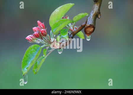 Mit einer Eisschicht verhindern, dass die Fruchtblüte gefriert. Gerinnungswärme. Stockfoto