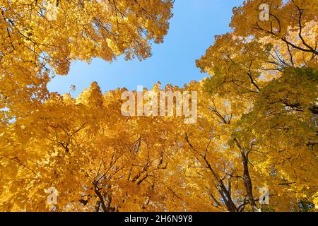 Herbstbäume im Crapo Park in Burlington, Iowa Stockfoto