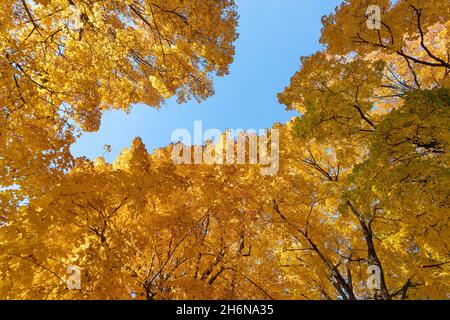 Herbstbäume im Crapo Park in Burlington, Iowa Stockfoto