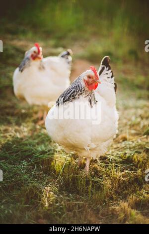 Zwei Helle Sussex-Hühner, die auf dem Bauernhof frei herumlaufen Stockfoto