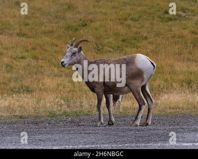 Ansicht eines einzigen weiblichen Dickhornschafs (Ovis canadensis) mit braunem Fell, das neben einer Schotterstraße in Kananaskis Country, Alberta, Kanada, in den Rockies steht. Stockfoto