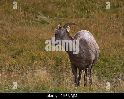 Nahaufnahme eines einzigen Dickhornschafs (Ovis canadensis), das auf einer farbenfrohen Wiese steht und auf das Kananaskis Country, Alberta, Kanada, zurückblickt. Stockfoto