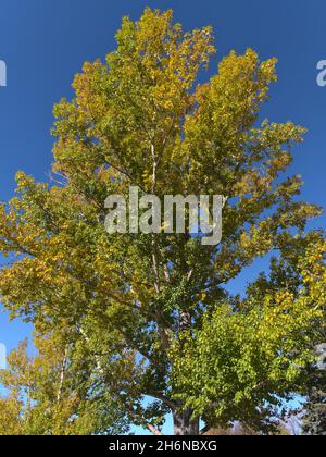 Atemberaubende Flachwinkelansicht des Espenbaums (Populus tremuloides) mit grünen und gelben Blättern in der Herbstsaison in Calgary, Alberta, Kanada. Stockfoto