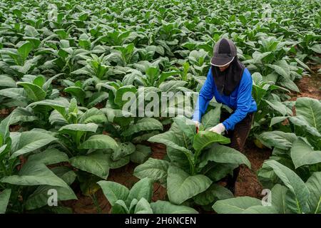 Landwirtschaft Bäuerinnen, die in Tabakfeldern arbeiten. Stockfoto