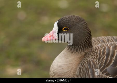 Eine Kopfaufnahme einer Zwerggans, Anser erythropus, die am Ufer eines Sees im Londoner Feuchtgebiet Wildlife Reserve steht. Stockfoto