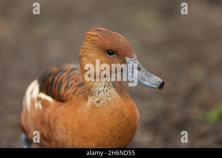 Eine Fulvous-Pfeifente oder Fulvous-Baumente, Dendrocygna bicolor, stehen am Ufer eines Sees im Londoner Feuchtgebiet. Stockfoto