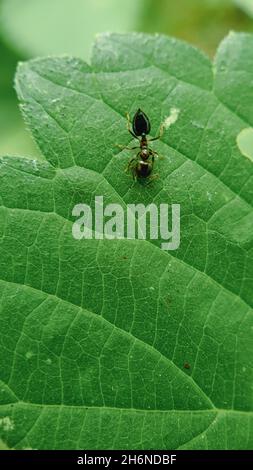 Schwarze Ameise auf dem grünen Blatt Stockfoto