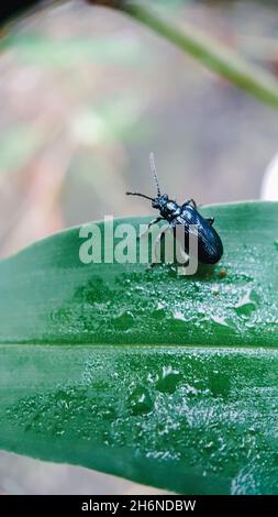 Makrokäfer auf dem grünen Blatt Stockfoto