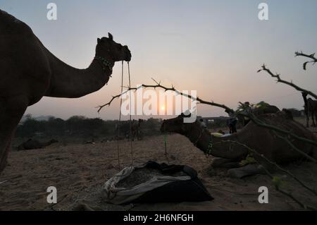 Non Exclusive: PUSHKAR, INDIEN - 13. NOVEMBER 2021: Kamele während des jährlichen Pushkar Camel Festival, eine mehrtägige Viehmarkt und kulturelle Fete hielt ich Stockfoto