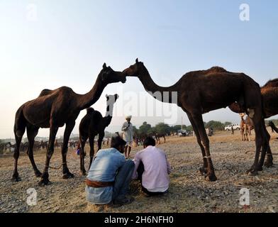 Nicht exklusiv: PUSHKAR, INDIEN - 13. NOVEMBER 2021: Kamelhändler während des jährlichen Pushkar Camel Festivals, einer mehrtägigen Viehmarkt und Kulturfest Stockfoto