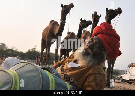 Non Exclusive: PUSHKAR, INDIEN - 13. NOVEMBER 2021: Ein Kamelkaufhaus während des jährlichen Pushkar Camel Festivals, einer mehrtägigen Viehmarkt und Kulturfest Stockfoto