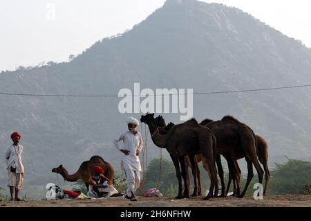 Nicht exklusiv: PUSHKAR, INDIEN - 13. NOVEMBER 2021: Kamelhändler während des jährlichen Pushkar Camel Festivals, einer mehrtägigen Viehmarkt und Kulturfest Stockfoto