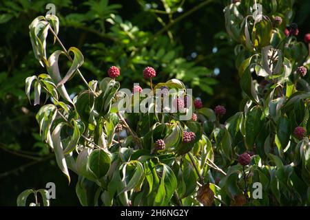 In der Herbstsaison in deutschland hängen rosa Kousa-Dogwood-Früchte in Nahaufnahme an einem Ast Stockfoto