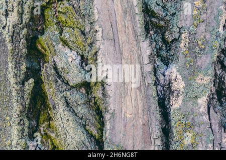 Struktur aus Baumrinde aus der Nähe. Pappel und Holzmoos. Fotografie von für Tapete und Hintergrund. Stockfoto