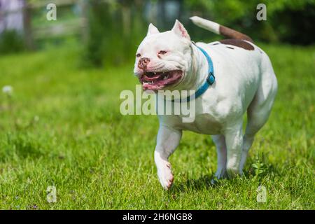 American Bully Hund Rüde in Bewegung auf die Natur Stockfoto