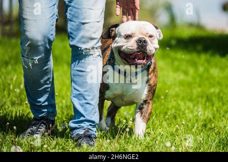 Brindelmantel American Bulldog Hund in Bewegung auf Gras mit Besitzer Stockfoto