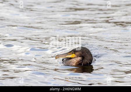 Ein großer Kormoran am Lake Windermere in Ambleside, Lake District, Großbritannien, der Angelhaken hat, die in seinem Schnabel und Flügel von einem gedankenlosen Fischer stecken Stockfoto