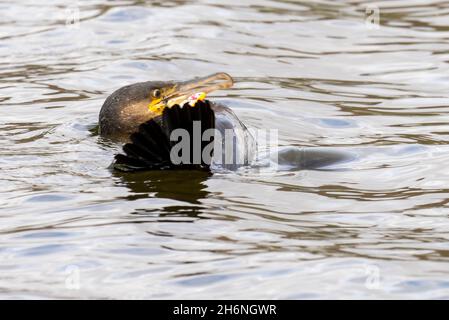 Ein großer Kormoran am Lake Windermere in Ambleside, Lake District, Großbritannien, der Angelhaken hat, die in seinem Schnabel und Flügel von einem gedankenlosen Fischer stecken Stockfoto