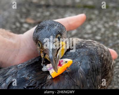 Ein großer Kormoran am Lake Windermere in Ambleside, Lake District, Großbritannien, der Angelhaken hat, die in seinem Schnabel und Flügel von einem gedankenlosen Fischer stecken Stockfoto