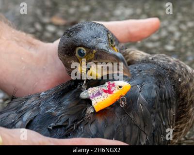 Ein großer Kormoran am Lake Windermere in Ambleside, Lake District, Großbritannien, der Angelhaken hat, die in seinem Schnabel und Flügel von einem gedankenlosen Fischer stecken Stockfoto