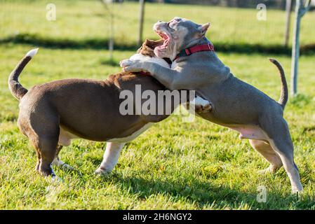 Zwei American Bully Welpen Hunde spielen Stockfoto