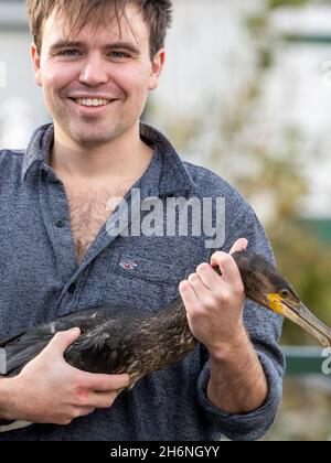 Ein großer Kormoran am Lake Windermere in Ambleside, Lake District, Großbritannien, der Angelhaken hat, die in seinem Schnabel und Flügel von einem gedankenlosen Fischer stecken Stockfoto