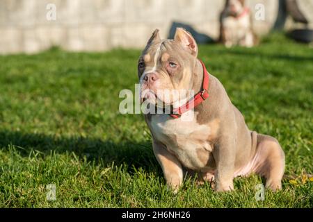 Ein amerikanischer Bully-Welpenhund im Taschenformat, der auf Gras sitzt Stockfoto