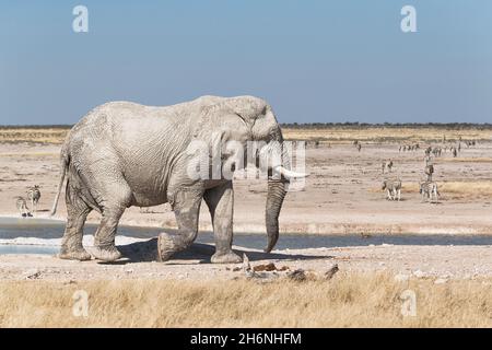 Elefantenbulle (Loxodonat africana) beim Spaziergang entlang des Wasserlochs. Etosha Nationalpark, Namibia Stockfoto