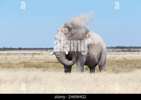 Elefantenbulle (Loxodonat africana), der seinen Körper verstaubt. Etosha Nationalpark, Namibia Stockfoto