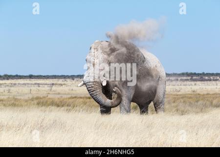 Elefantenbulle (Loxodonat africana), der seinen Körper verstaubt. Etosha Nationalpark, Namibia Stockfoto