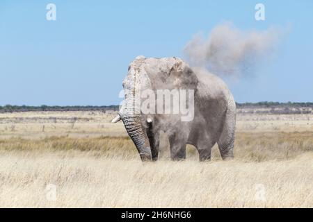 Elefantenbulle (Loxodonat africana), der seinen Körper verstaubt. Etosha Nationalpark, Namibia Stockfoto