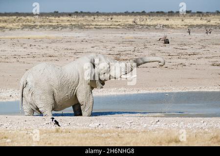 Afrikanischer Elefantenbulle (Loxodonat africana) Schlammbad in einem Wasserloch. Etosha Nationalpark, Namibia Stockfoto