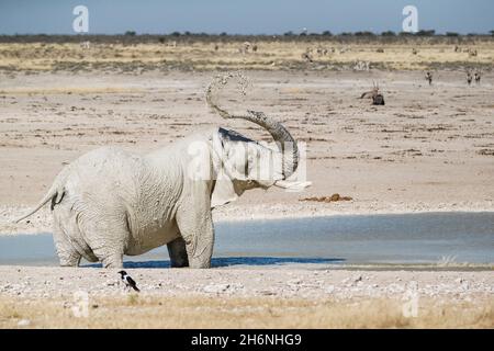 Afrikanischer Elefantenbulle (Loxodonat africana) Schlammbad an einem Wasserloch. Etosha Nationalpark, Namibia Stockfoto