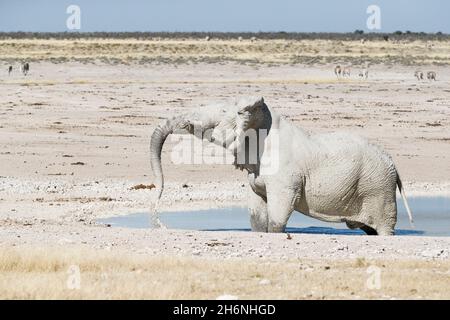 Afrikanischer Elefantenbulle (Loxodonat africana) Schlammbad in einem Wasserloch. Etosha Nationalpark, Namibia Stockfoto