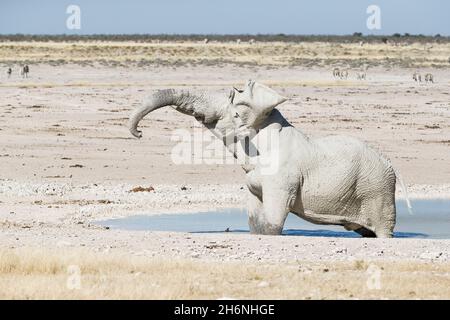 Schlammbad des afrikanischen Elefantenbullen (Loxodonat africana). Etosha Nationalpark, Namibia Stockfoto