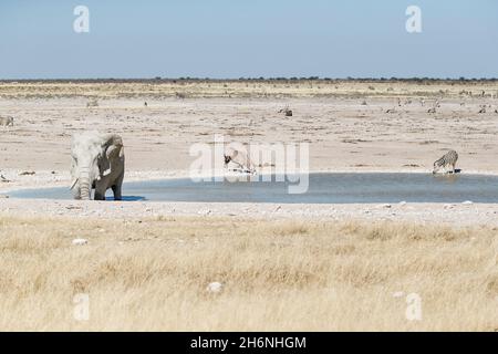 Afrikanischer Elefantenbulle (Loxodonta africana) Schlammbad im Wasserloch. Etosha Nationalpark, Namibia Stockfoto