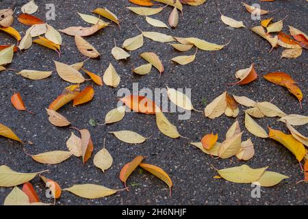 Bunte Herbstblätter auf dem Bürgersteig Stockfoto