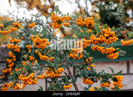 Schöne Orangenbeeren von Piracantha firethorn im Herbstgarten Stockfoto