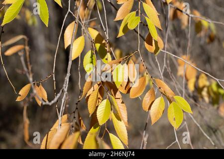 Guadalajaras Felder sind im Herbst farbig gefasst Stockfoto