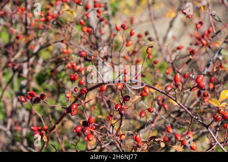 Guadalajaras Felder sind im Herbst farbig gefasst Stockfoto