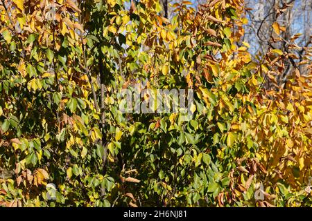 Guadalajaras Felder sind im Herbst farbig gefasst Stockfoto