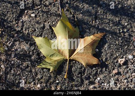 Guadalajaras Felder sind im Herbst farbig gefasst Stockfoto