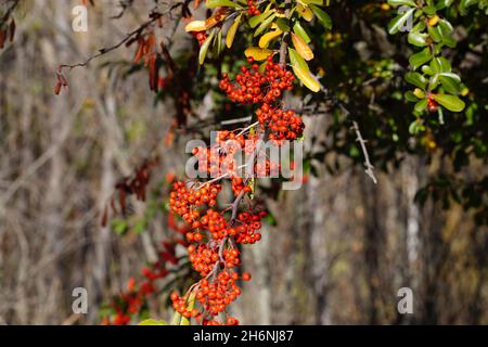 Guadalajaras Felder sind im Herbst farbig gefasst Stockfoto