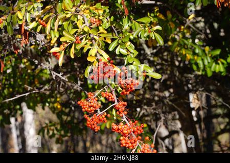 Guadalajaras Felder sind im Herbst farbig gefasst Stockfoto