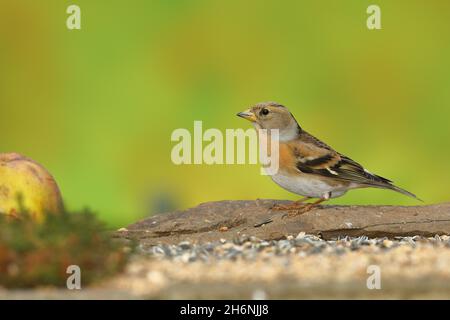 Brambling (Fringilla montifringilla), Weibchen sitzend während einer Fütterung im Garten, Wilden, Nordrhein-Westfalen, Deutschland Stockfoto