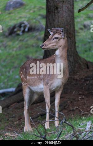 Damwild (Dama dama), gefangen, Vilnoess-Tal, Südtirol, Italien Stockfoto