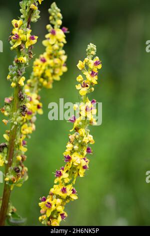 Dunkle Königskerze (Verbascum nigrum), in voller Blüte, Wahner Heide, Nordrhein-Westfalen, Deutschland Stockfoto